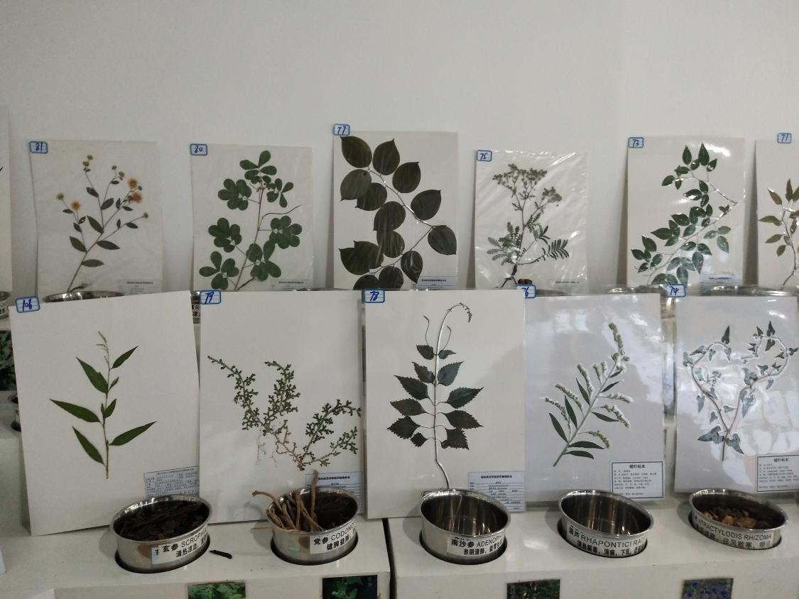 我校学生喜获全国药用植物标本制作大赛4项奖励